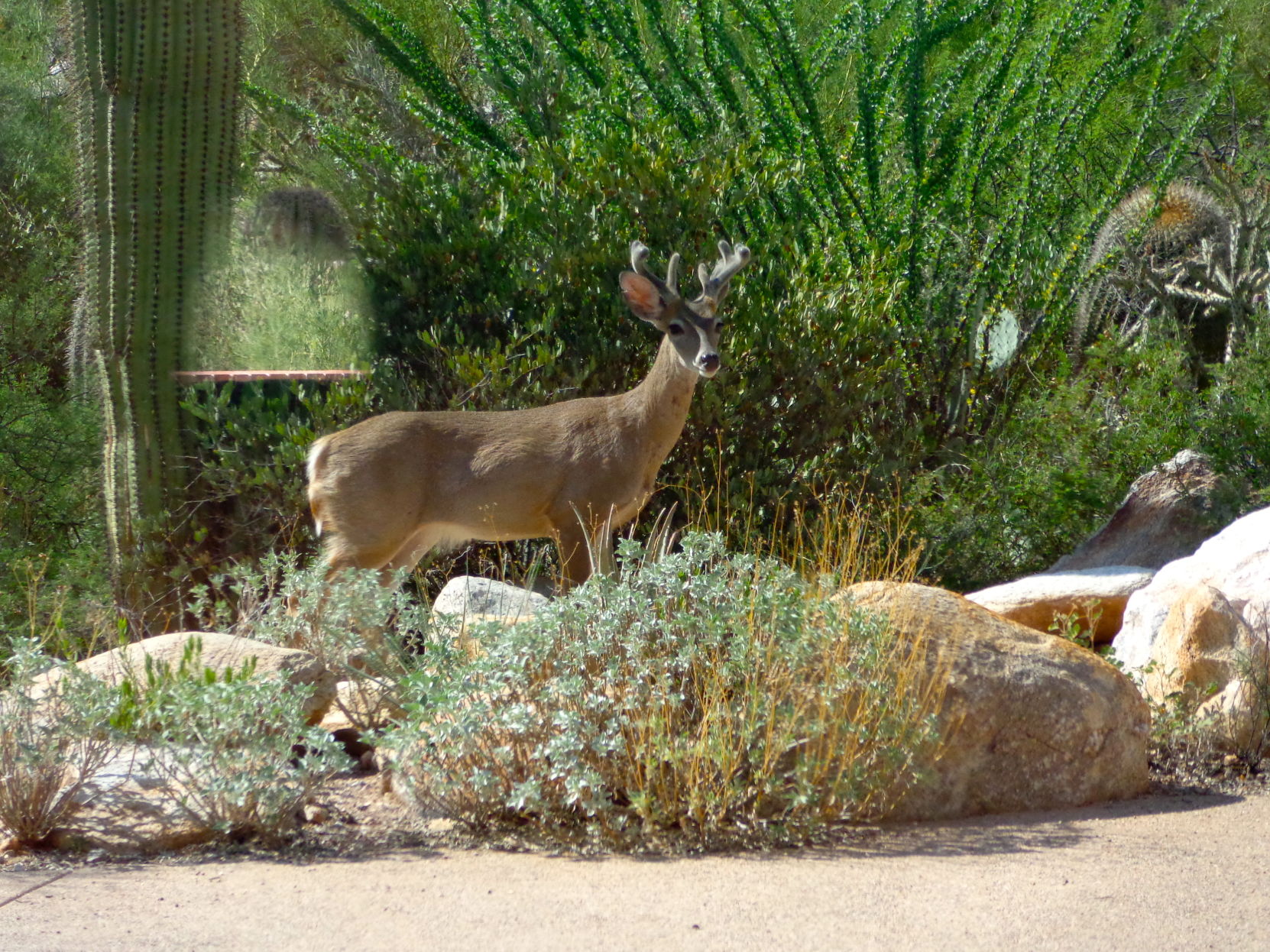 Dear Deer In My Front Yard